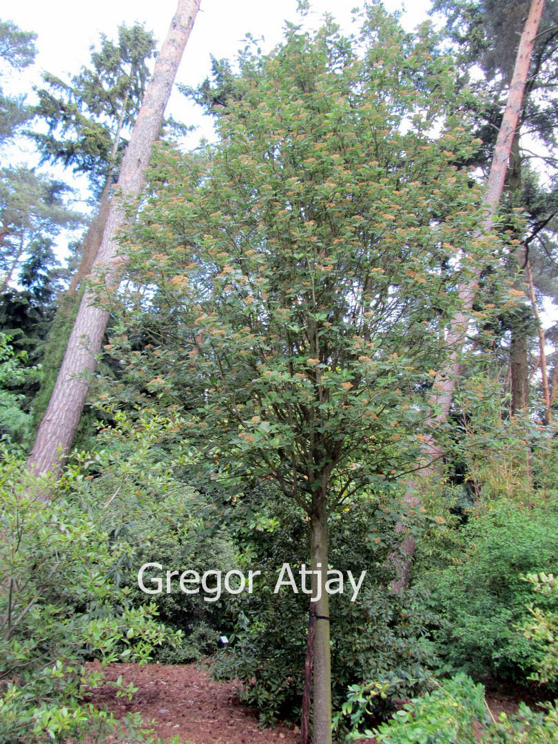 Sorbus arranensis