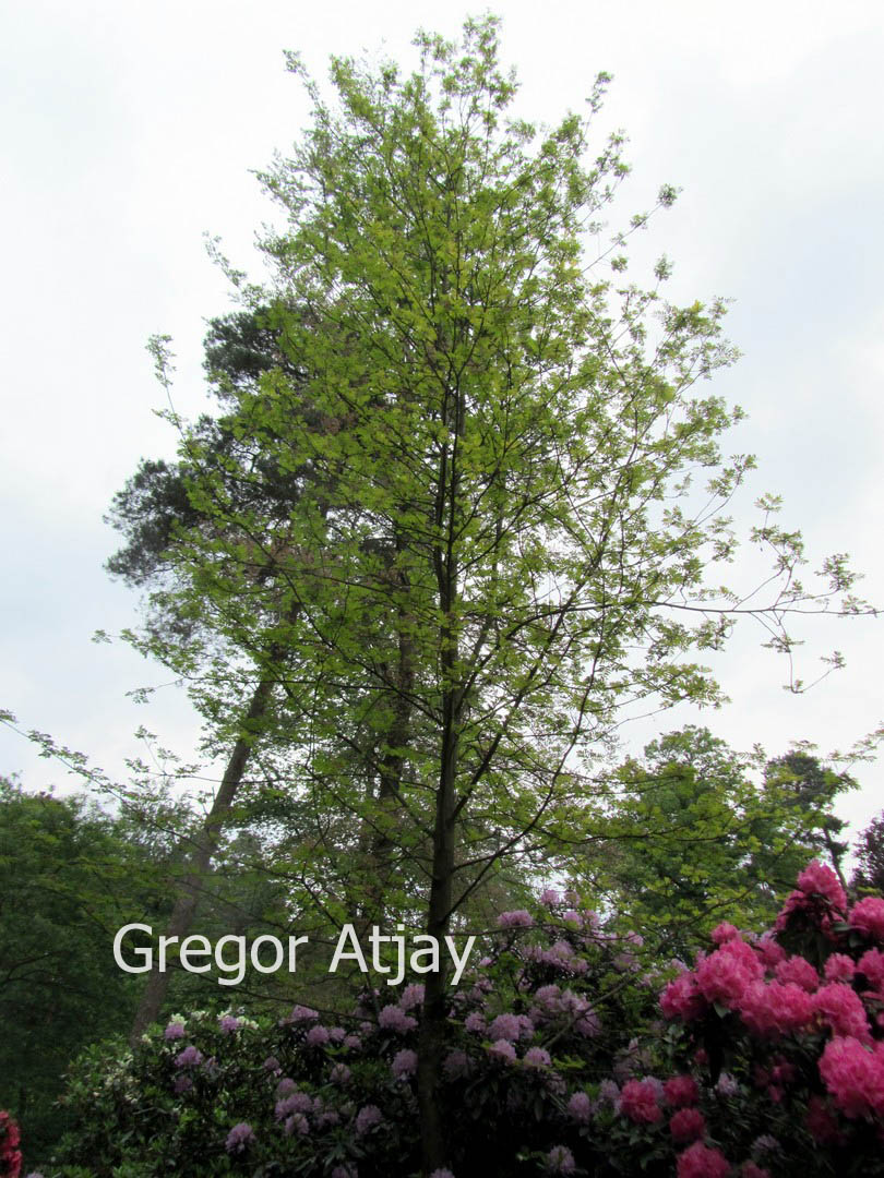 Sorbus aucuparia 'Dirkenii'