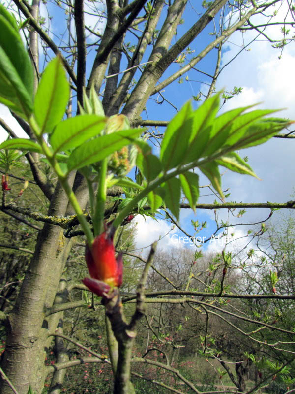 Sorbus commixta 'Belmonte'