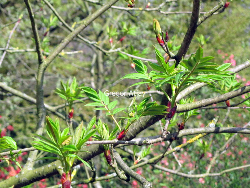 Sorbus commixta 'Belmonte'