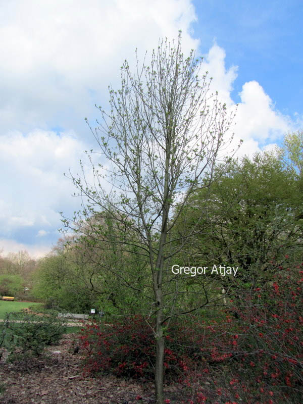 Sorbus commixta 'Belmonte'