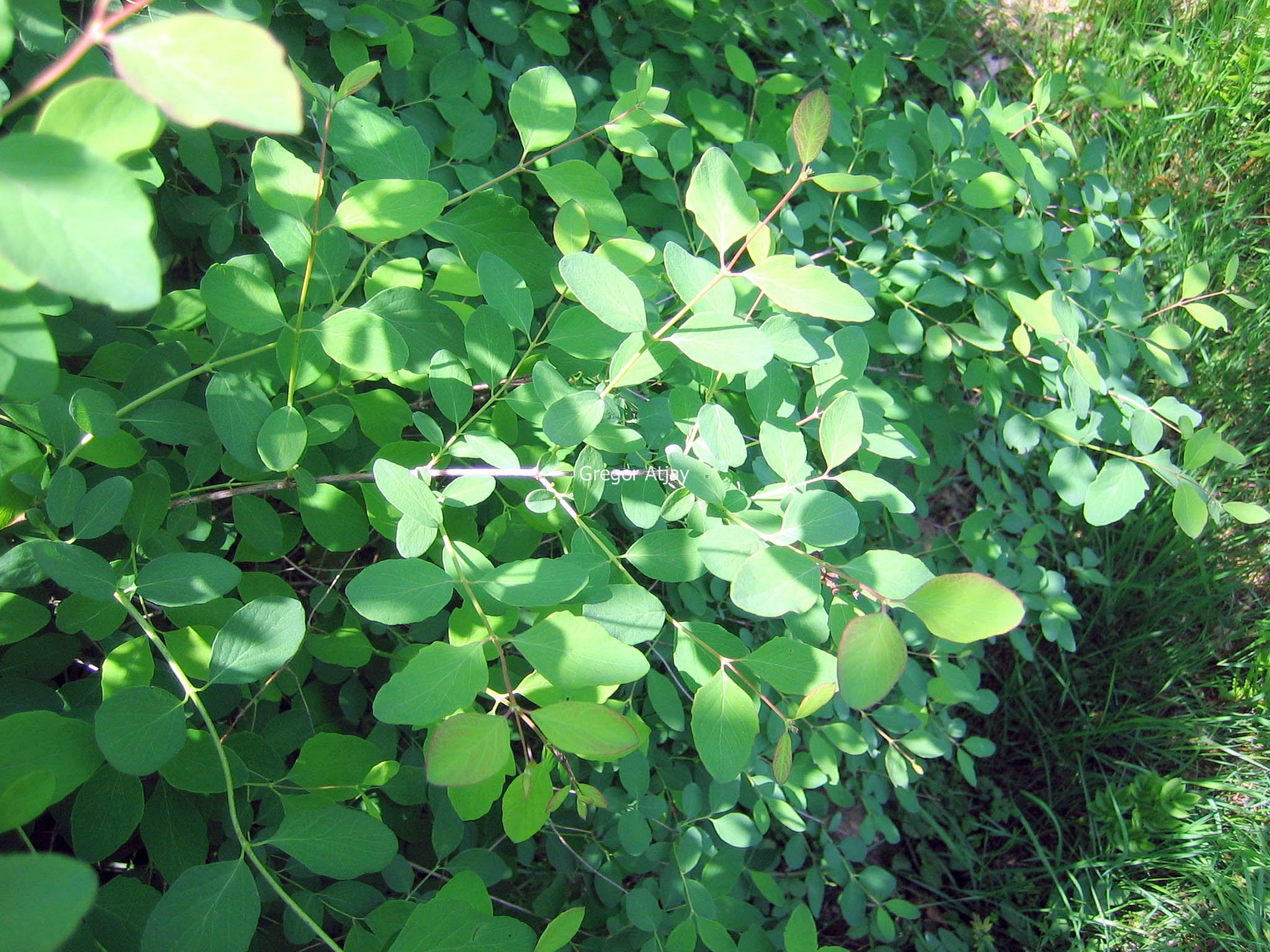 Symphoricarpos albus laevigatus