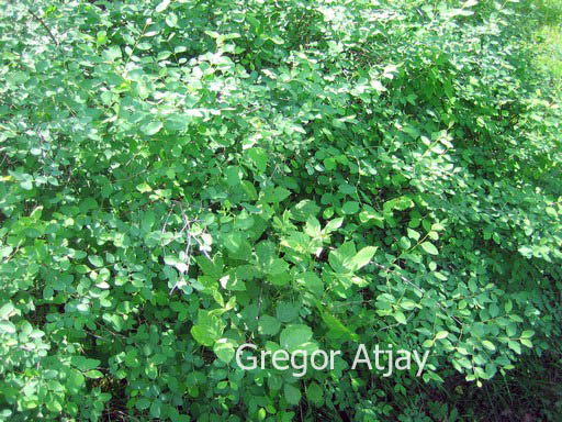 Symphoricarpos albus laevigatus