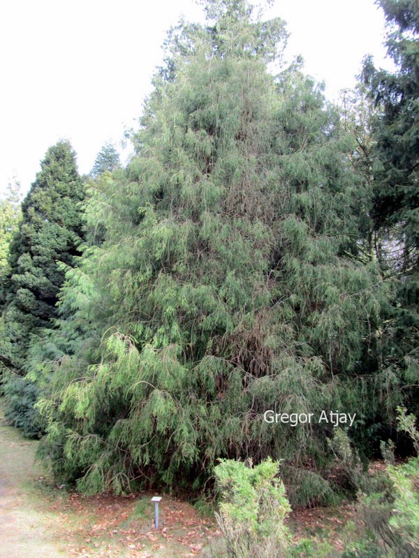Thuja occidentalis 'Filiformis'