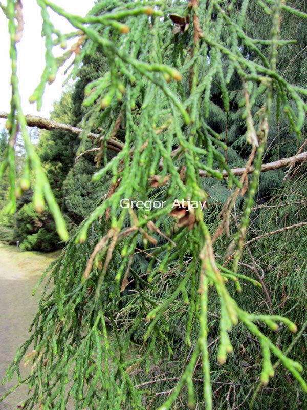 Thuja occidentalis 'Filiformis'