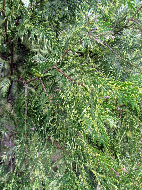 Thuja occidentalis 'Perk Vlaanderen'