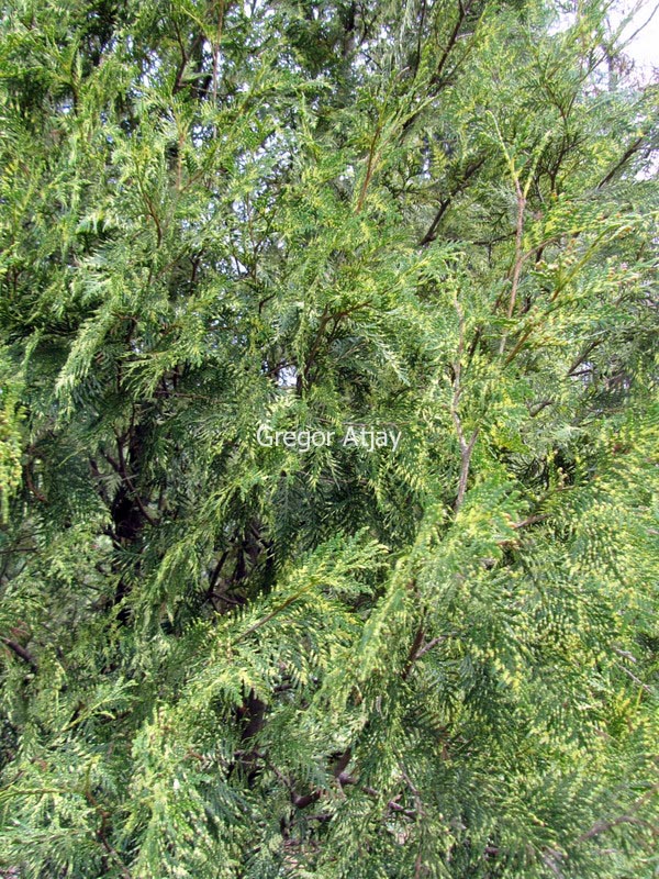 Thuja occidentalis 'Perk Vlaanderen'