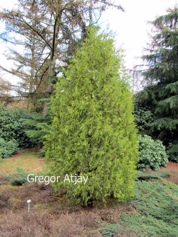 Thuja occidentalis 'Perk Vlaanderen'