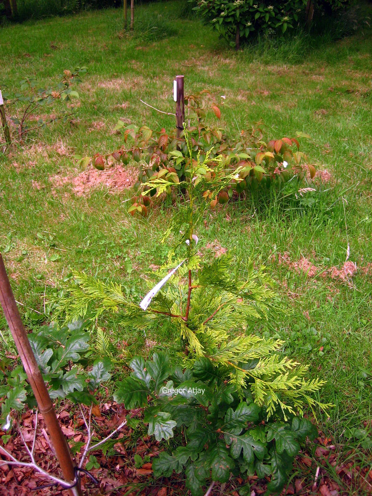 Thuja plicata 'Aurea'