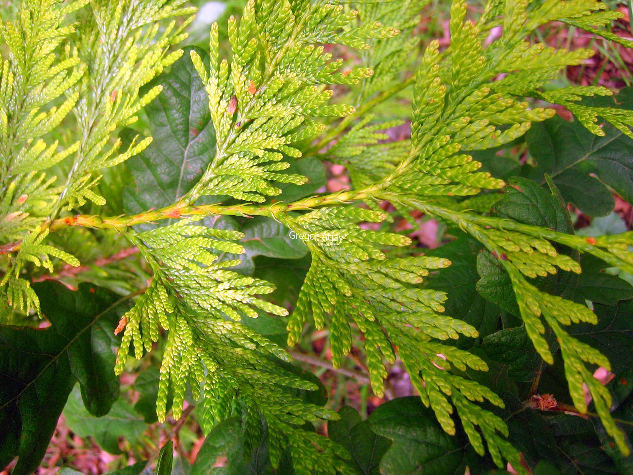 Thuja plicata 'Aurea'