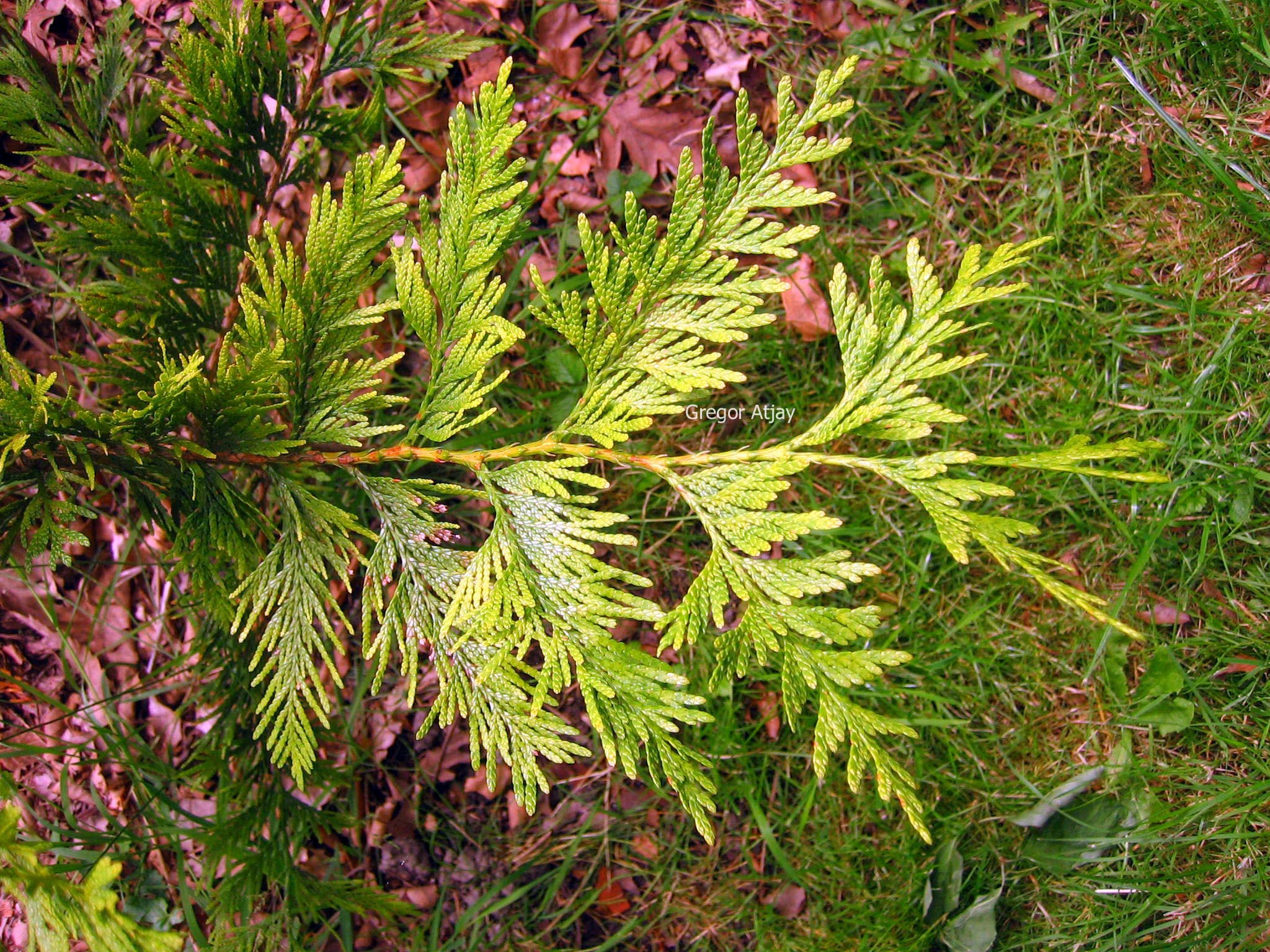 Thuja plicata 'Aurea'