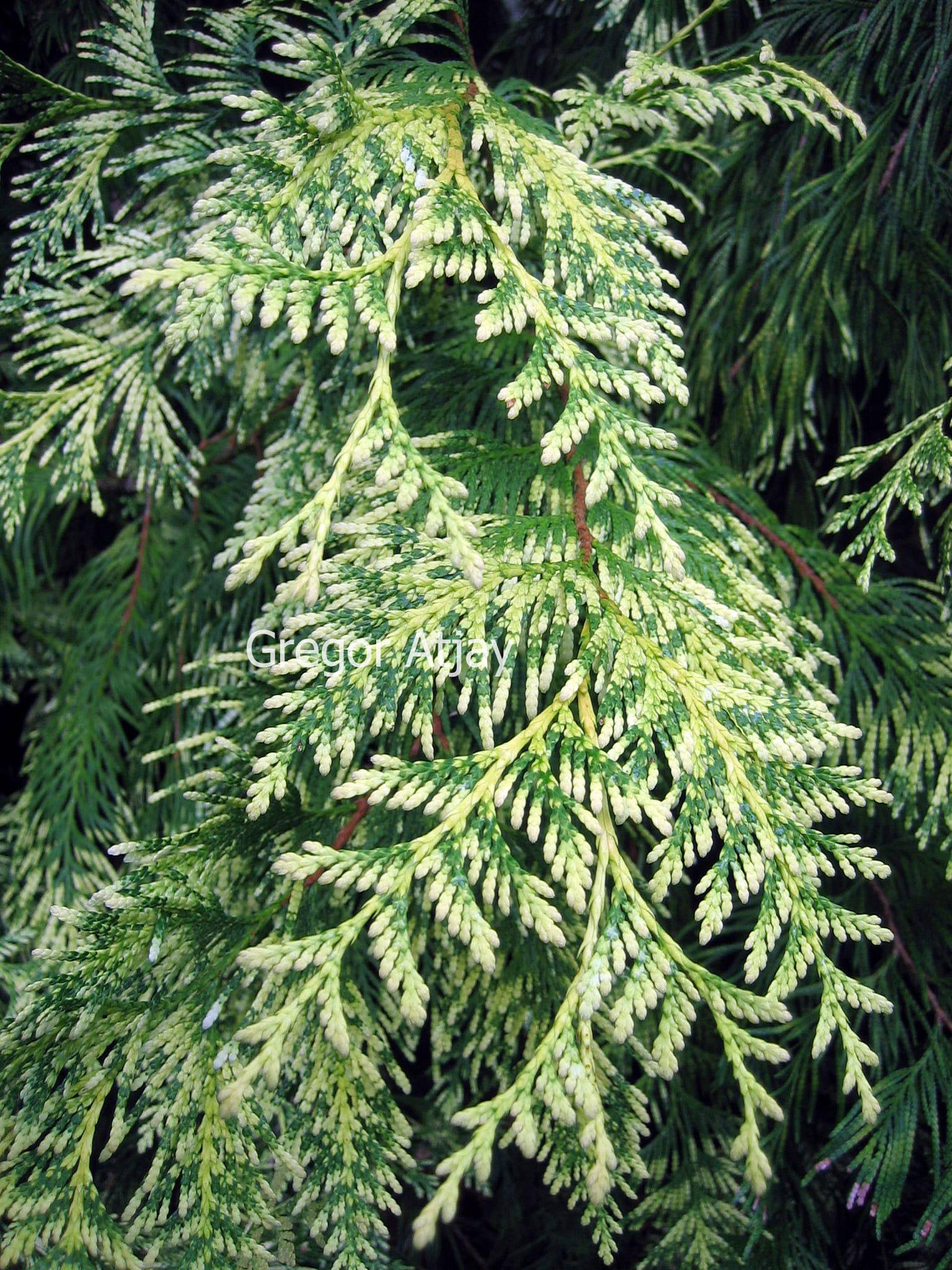 Thuja plicata 'Zebrina Extra Gold'