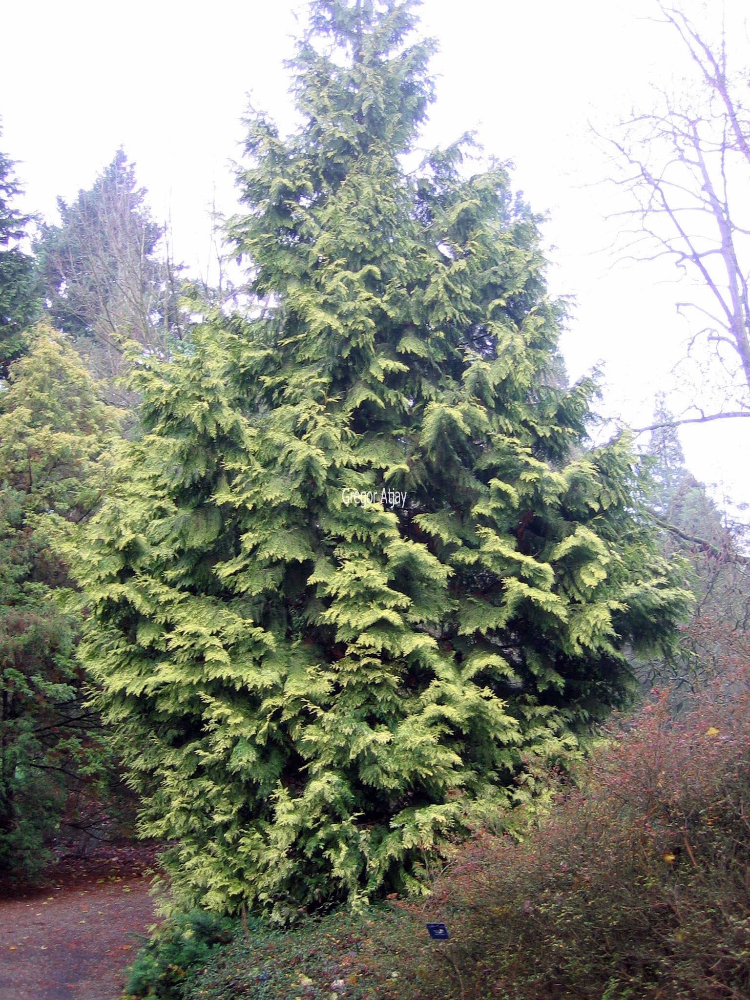 Thuja plicata 'Zebrina Extra Gold'