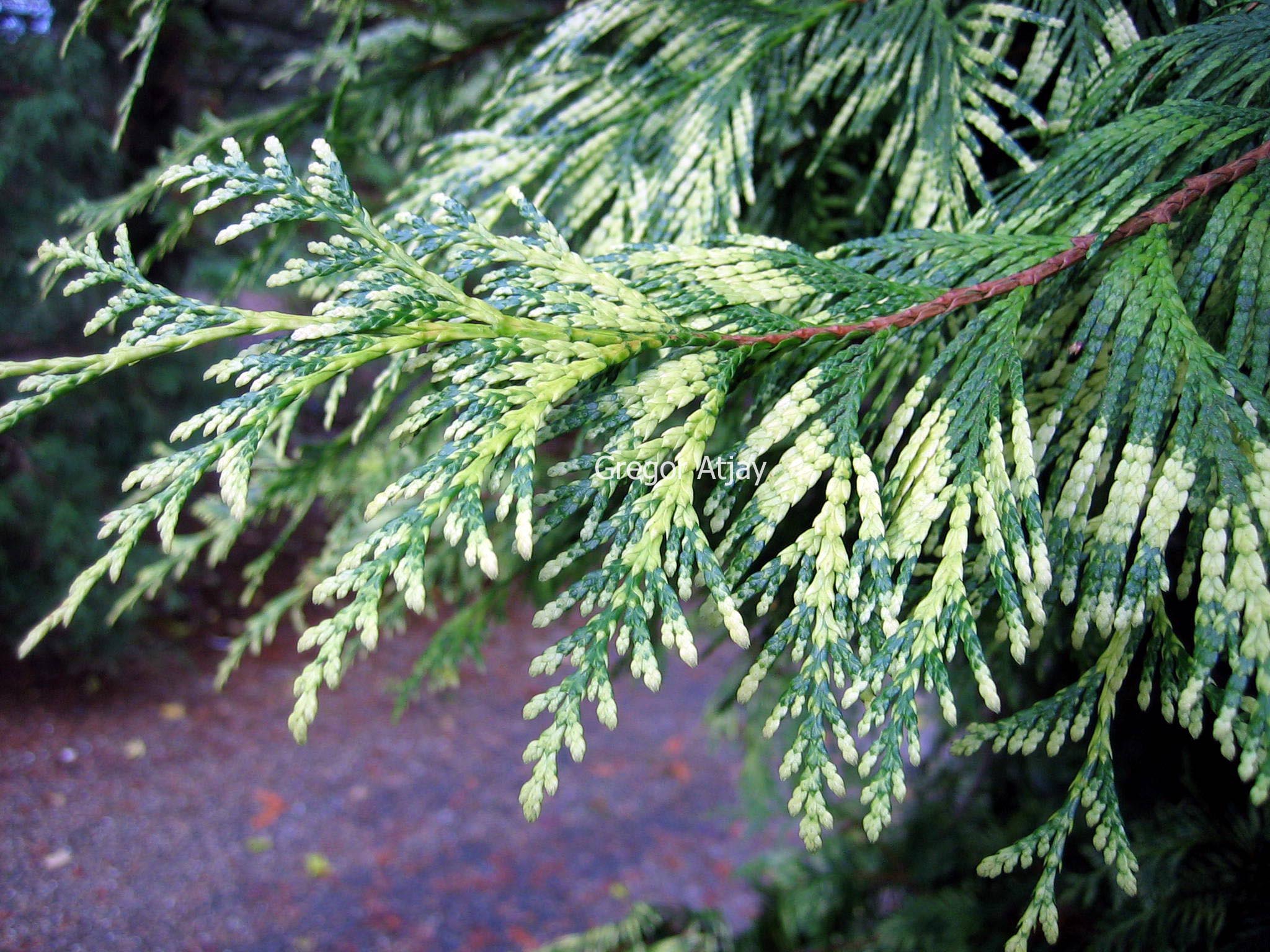 Thuja plicata 'Zebrina Extra Gold'