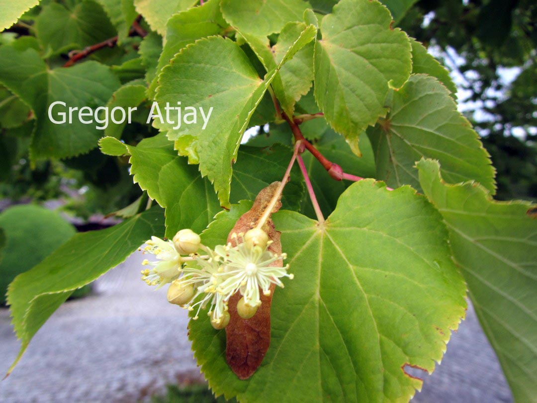 Tilia platyphyllos 'Aurea'