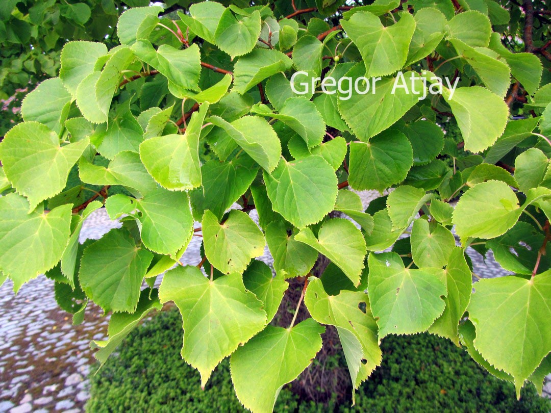 Tilia platyphyllos 'Aurea'
