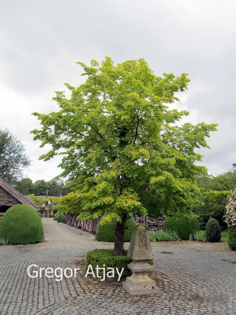 Tilia platyphyllos 'Aurea'