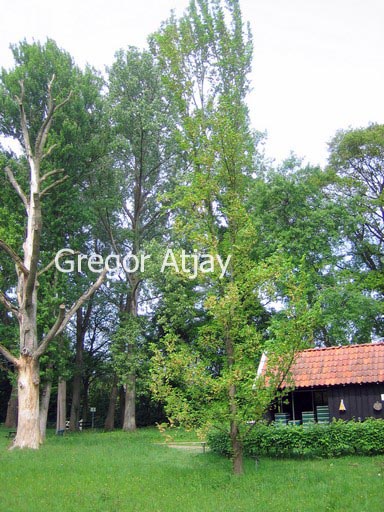 Ulmus 'Lobel'