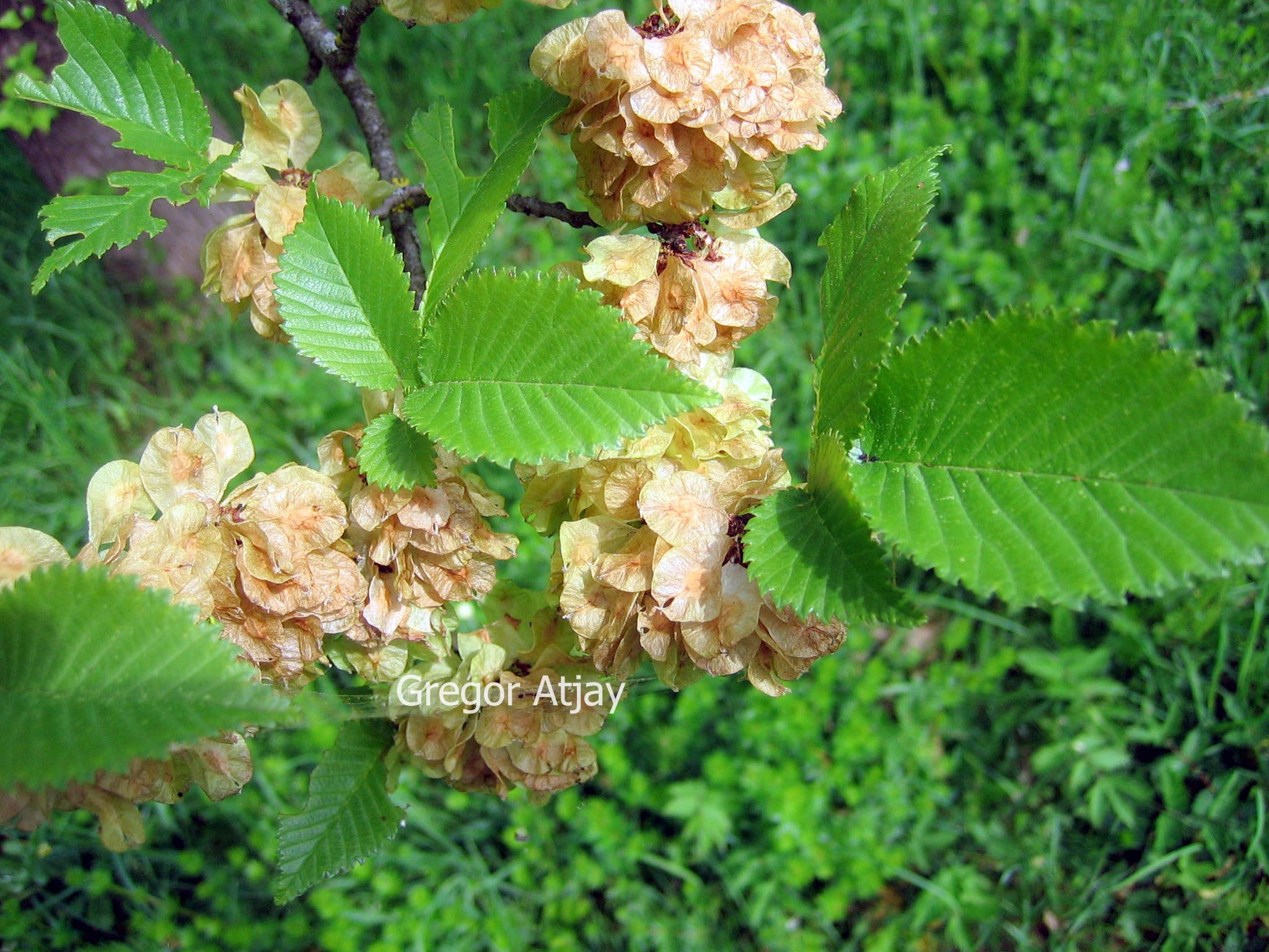 Ulmus 'Lobel'