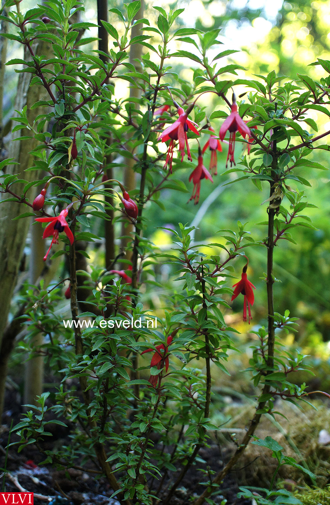 Fuchsia 'David'