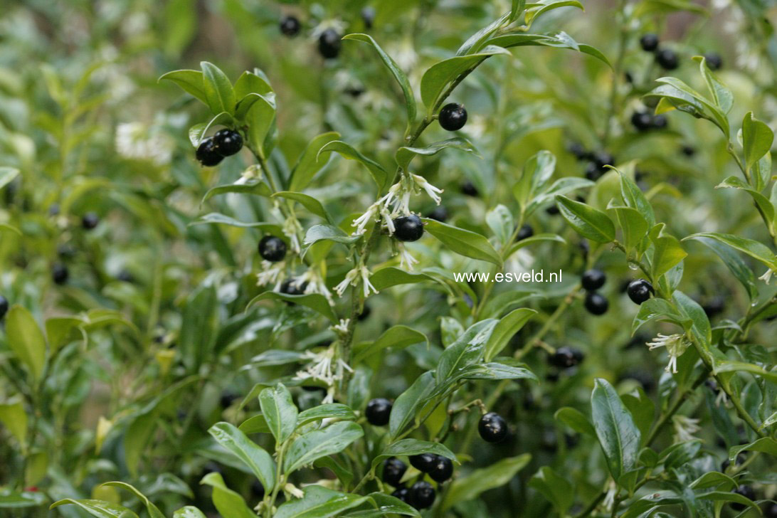 Sarcococca confusa