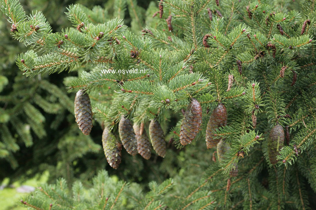 Picea polita