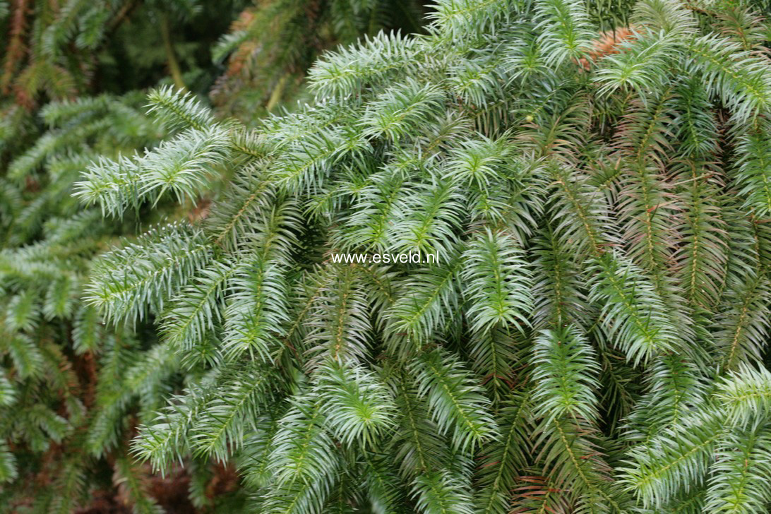 Cunninghamia lanceolata