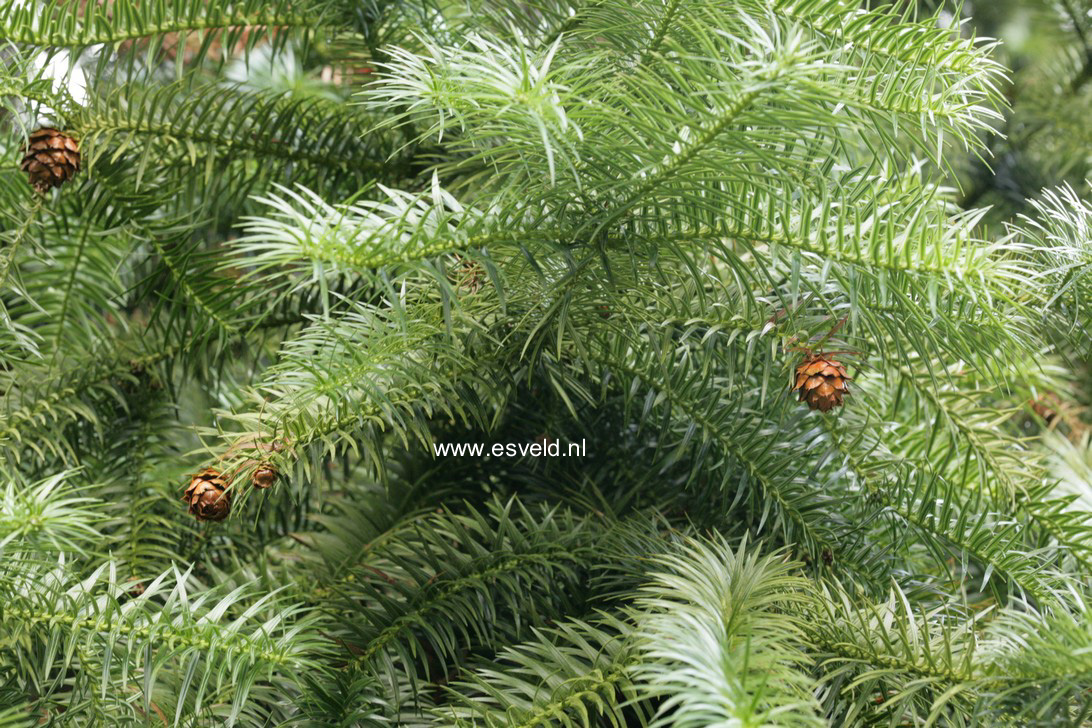 Cunninghamia lanceolata