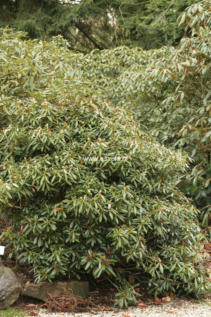 Rhododendron degronianum