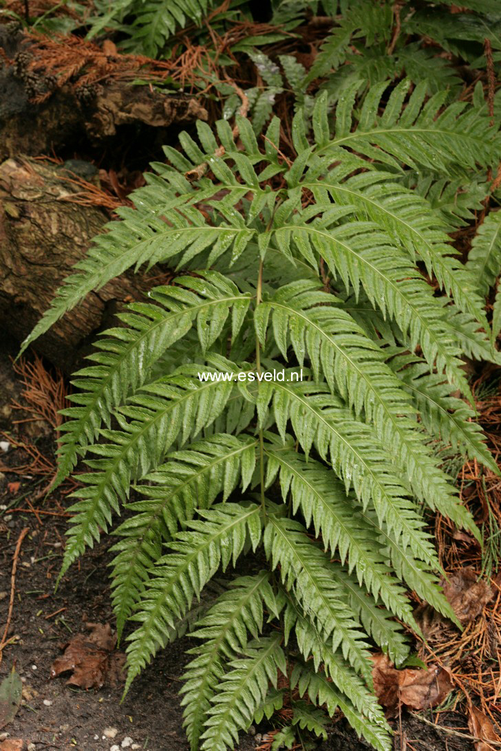 Plantentuin Esveld