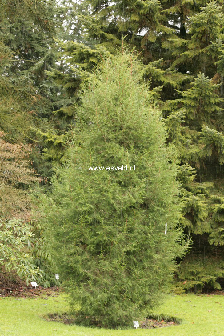 Cupressus chengiana