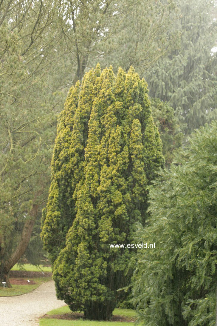 Taxus baccata 'Fastigiata Aurea'