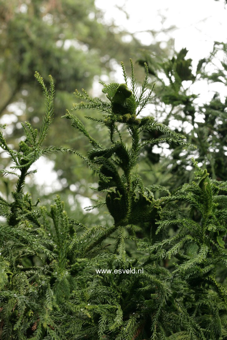 Cryptomeria japonica 'Cristata'