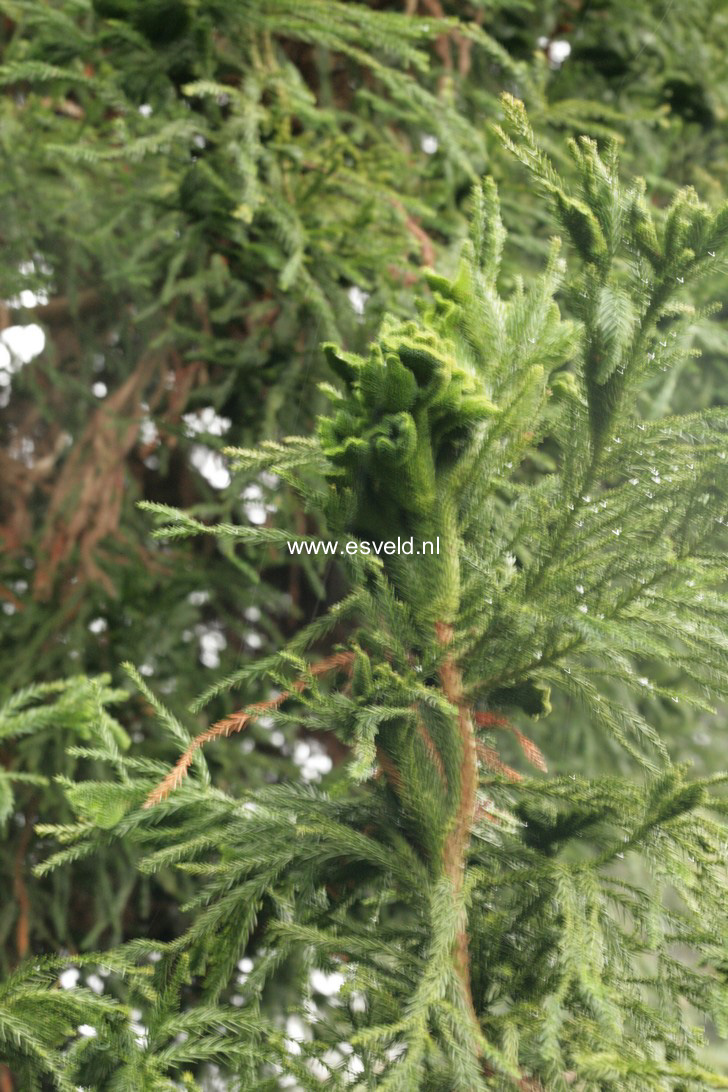 Cryptomeria japonica 'Cristata'