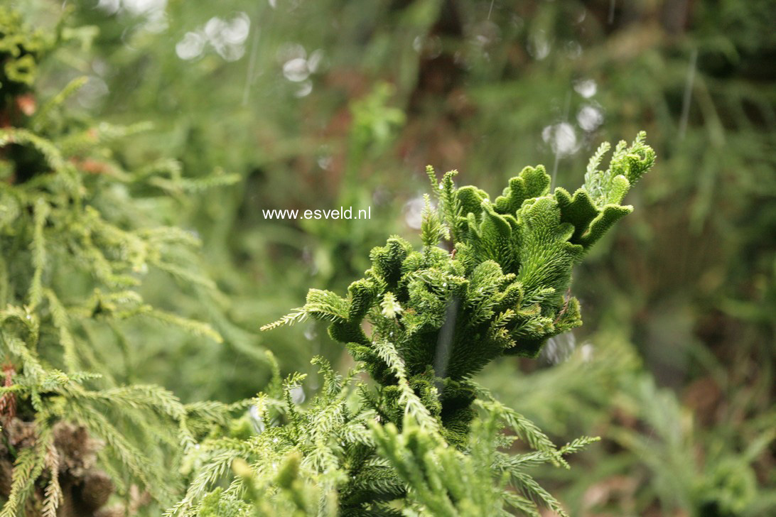 Cryptomeria japonica 'Cristata'