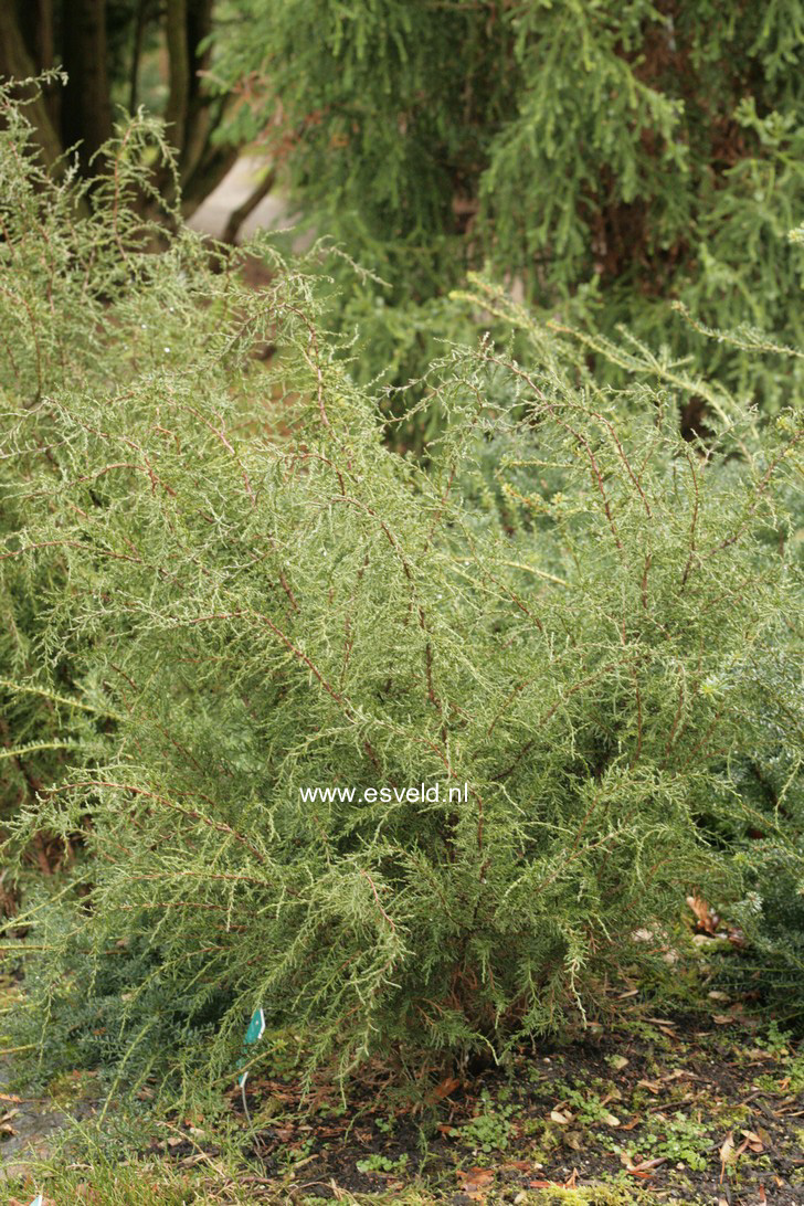 Diselma archeri