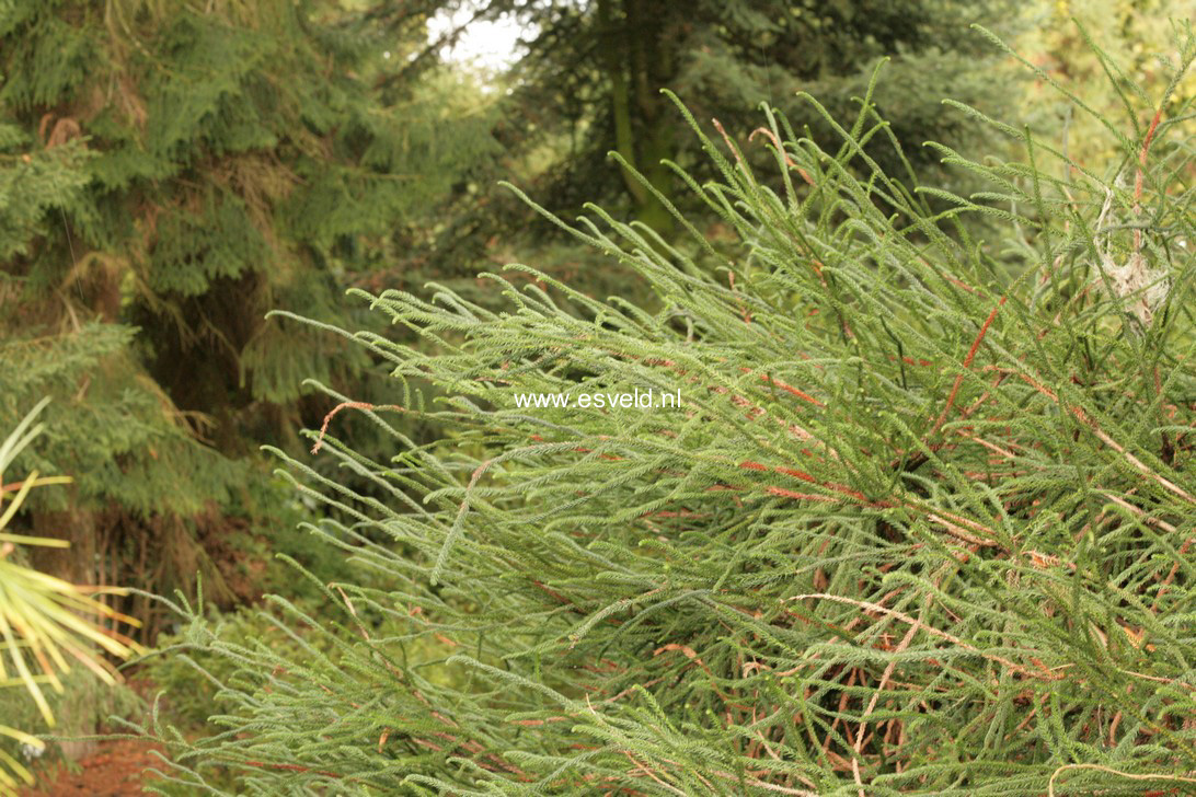 Cryptomeria japonica 'Dacrydioides'