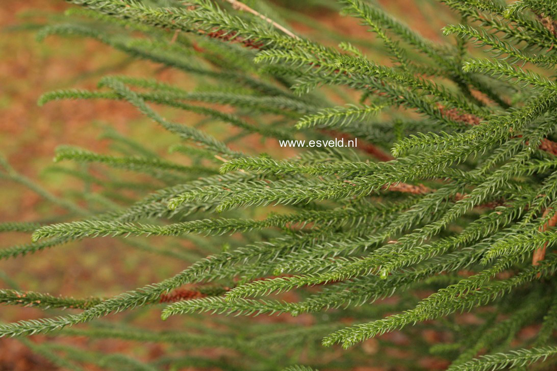 Cryptomeria japonica 'Dacrydioides'