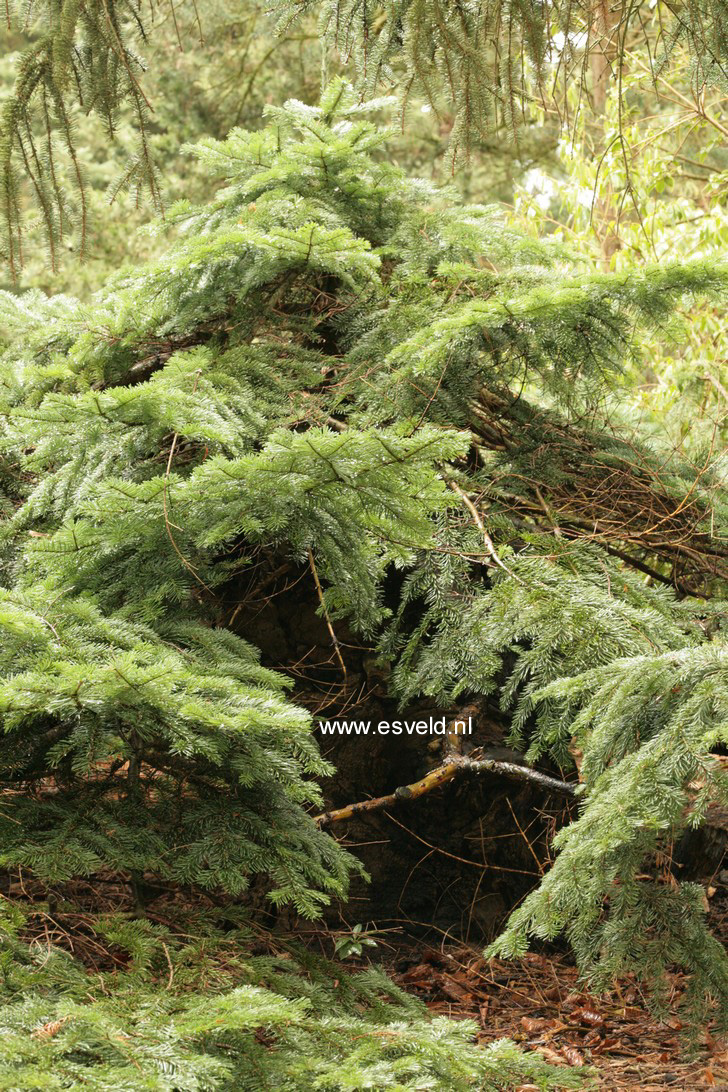 Abies amabilis 'Spreading Star'