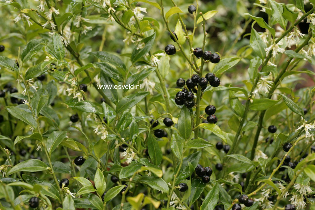 Sarcococca confusa