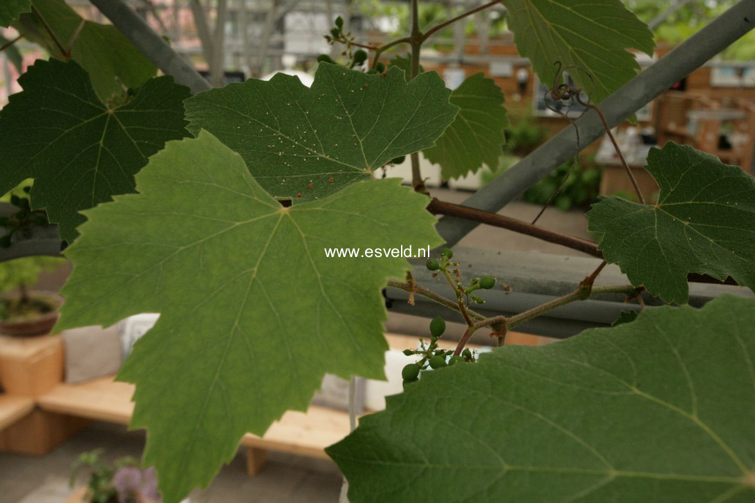 Vitis vinifera