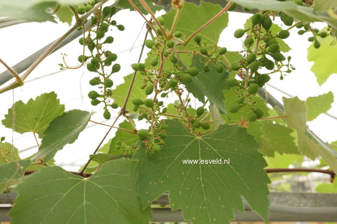 Vitis vinifera