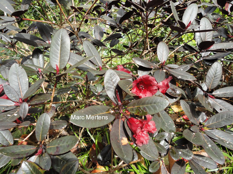 Rhododendron 'Ever Red'