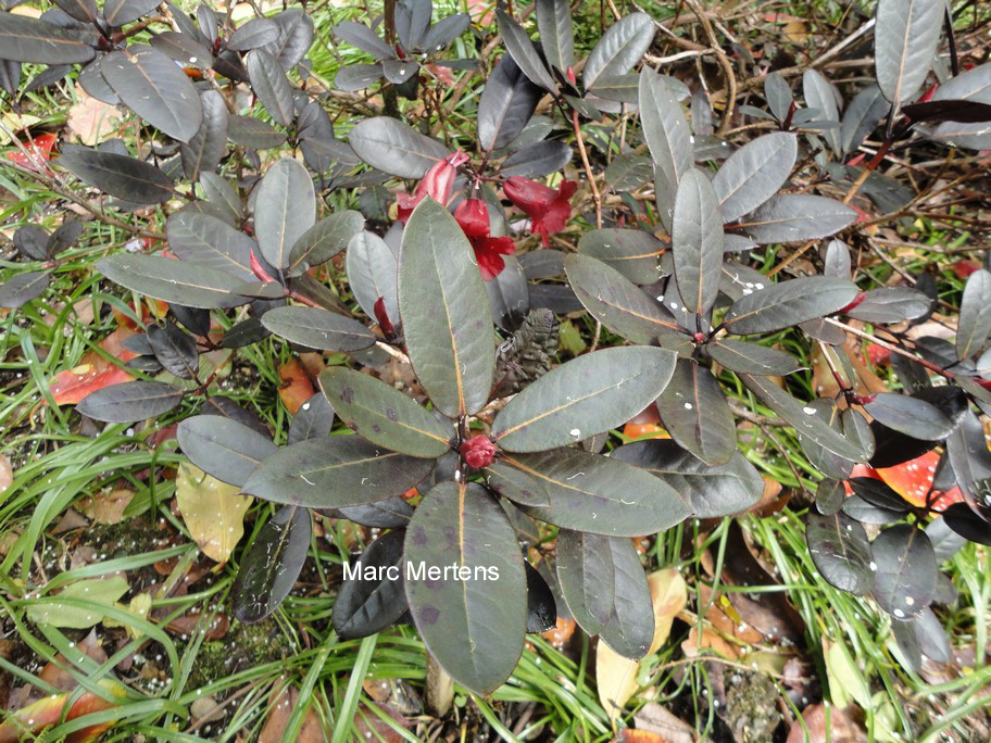 Rhododendron 'Ever Red'