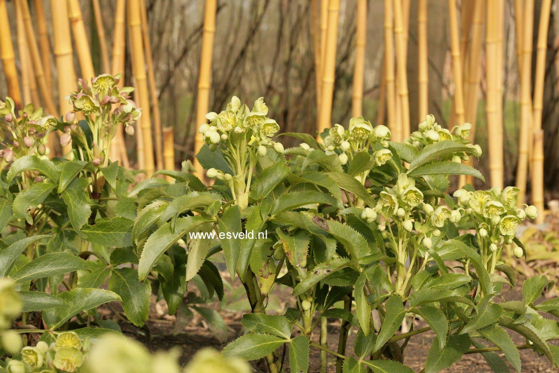 Helleborus sternii