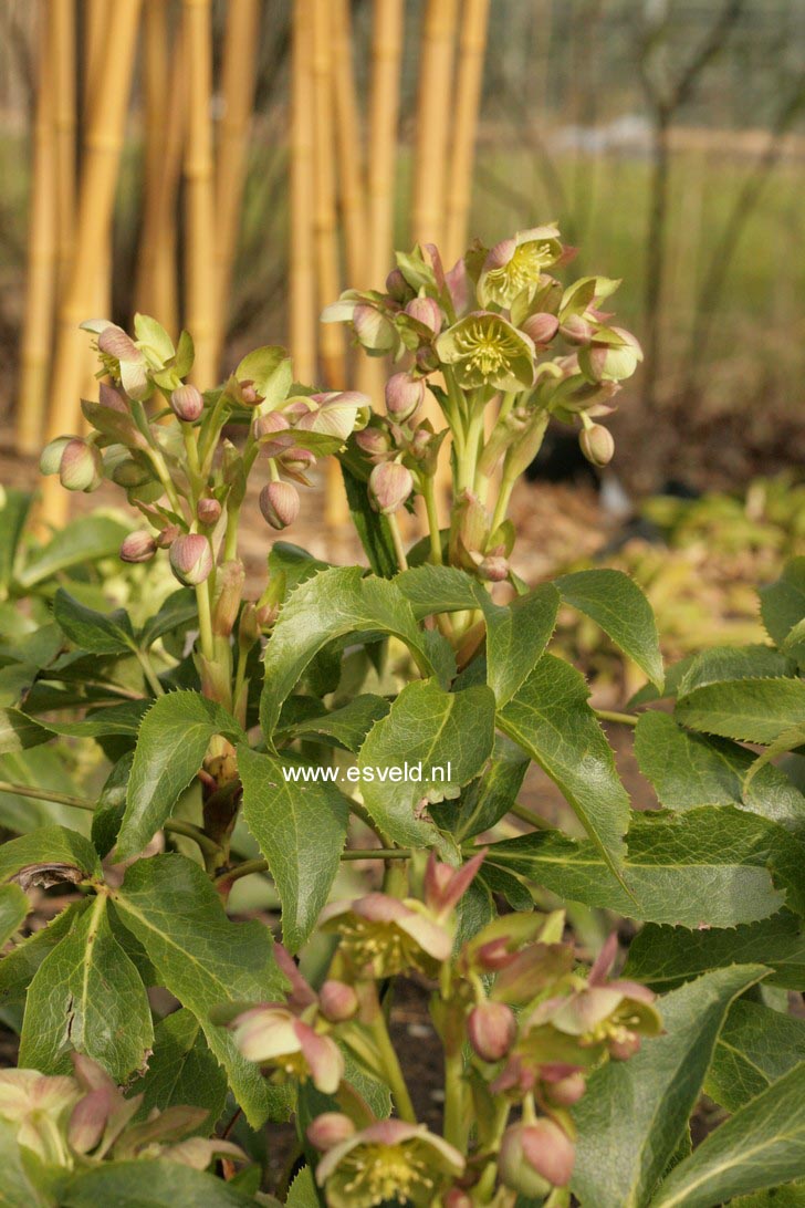 Helleborus sternii