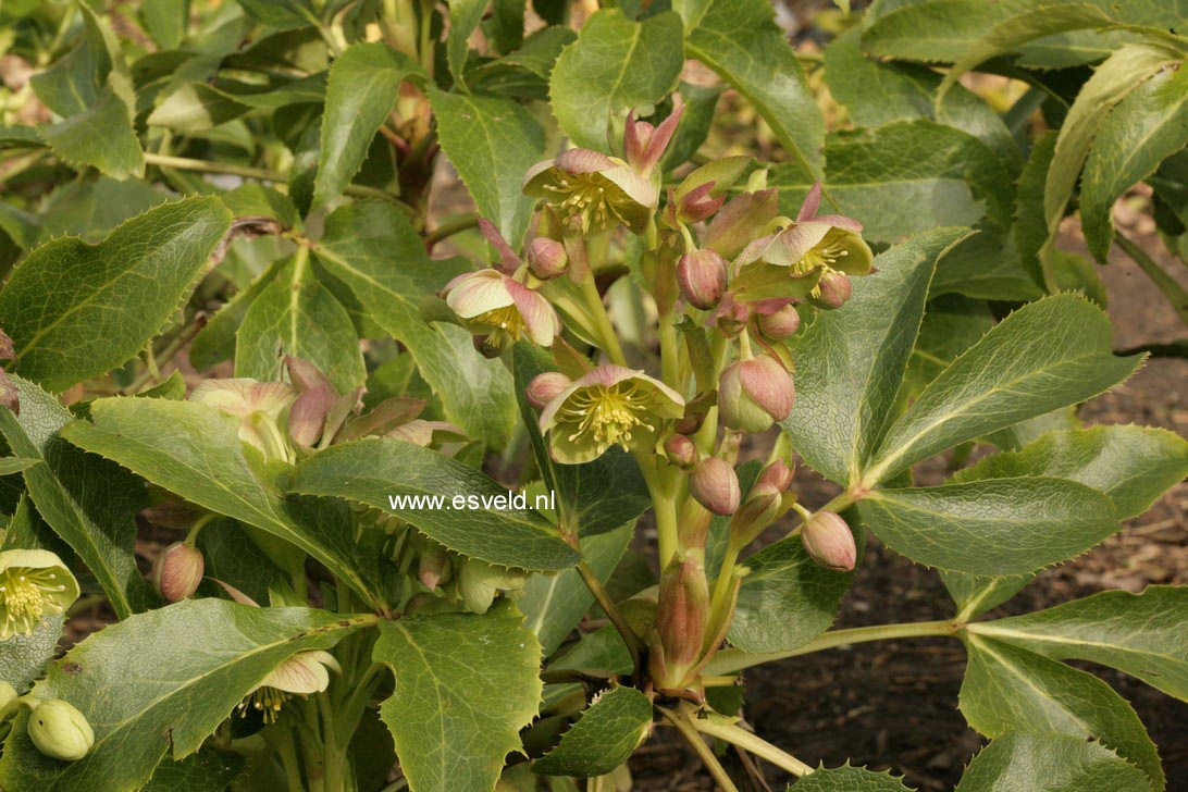 Helleborus sternii