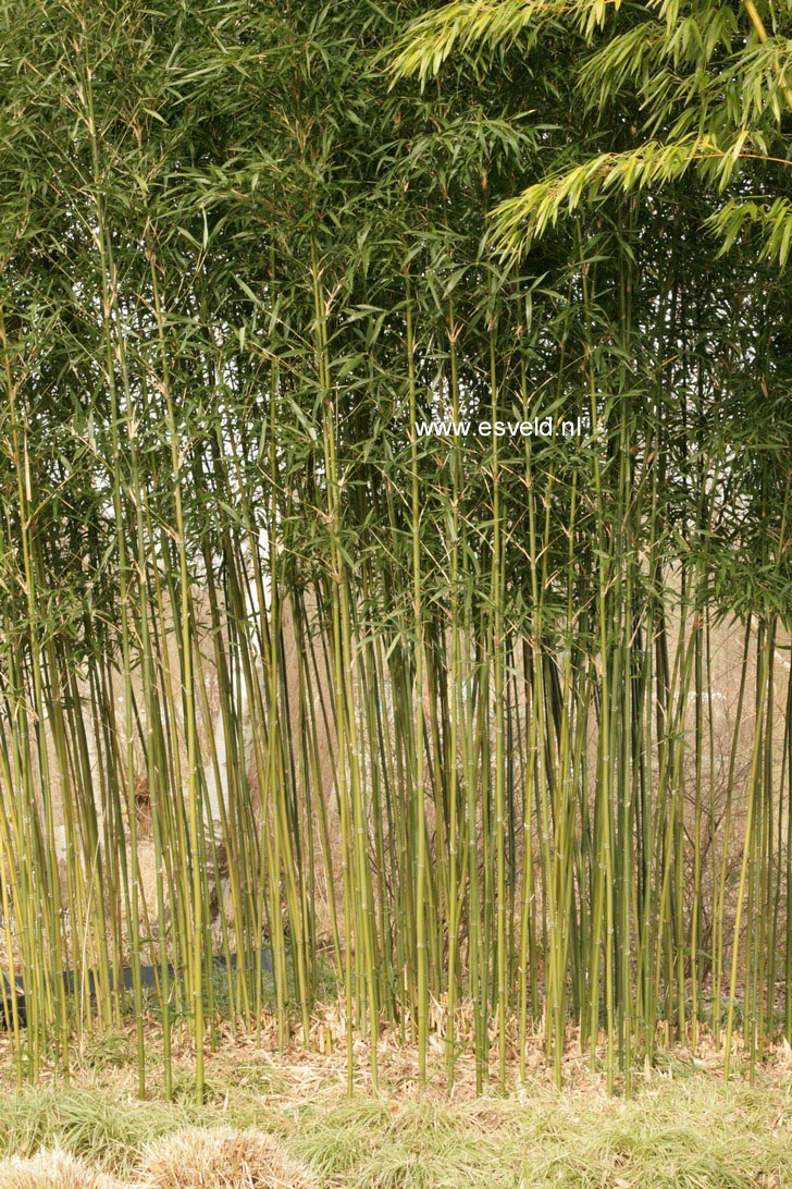 Semiarundinaria fastuosa var. viridis