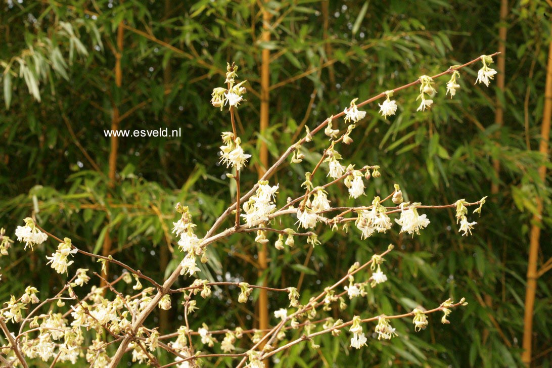 Lonicera fragrantissima