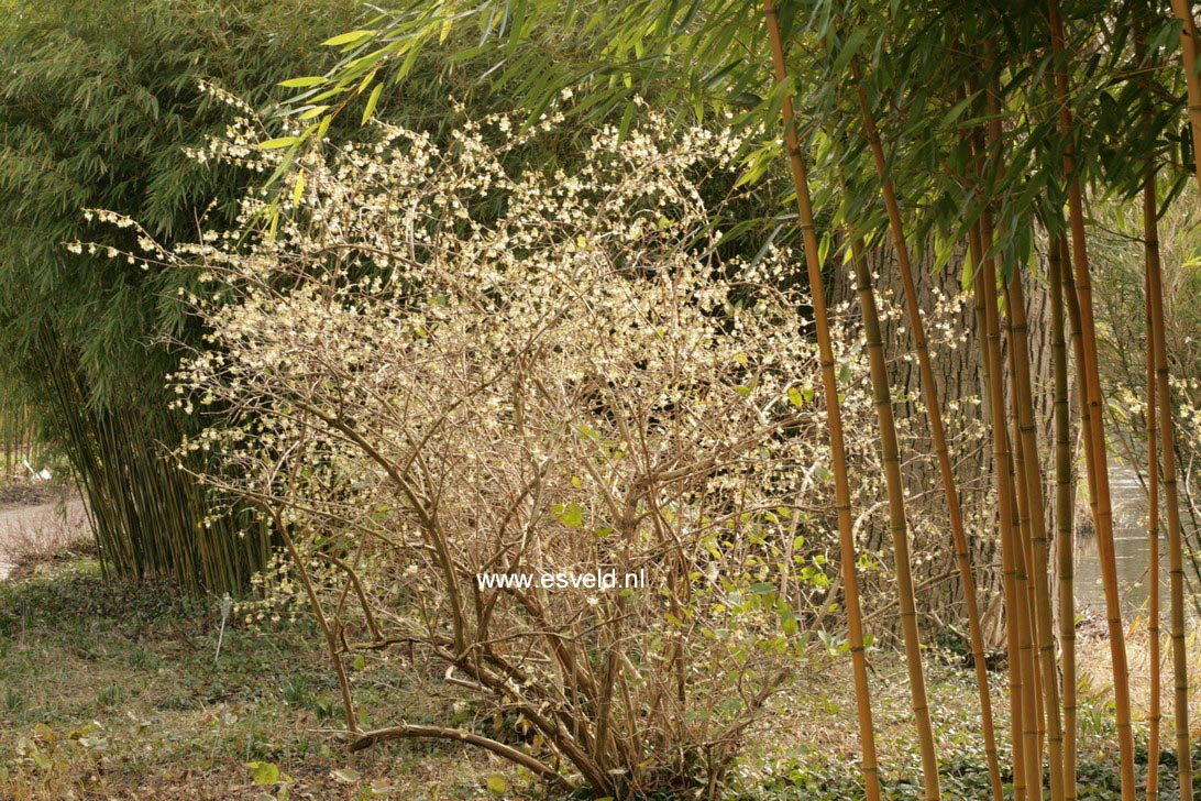 Lonicera fragrantissima